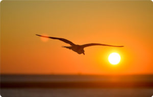 photo of Seagull over ocean