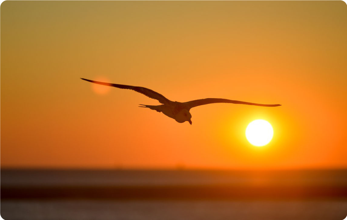 photo of Seagull over ocean